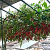 GÓI 5 HẠT GIỐNG CÀ CHUA TRÁI CÂY SUGAR CHERRY