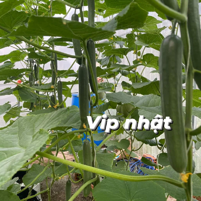 GÓI 10 HẠT GIỐNG DƯA LEO VIP NHẬT TỰ THỤ PHẤN