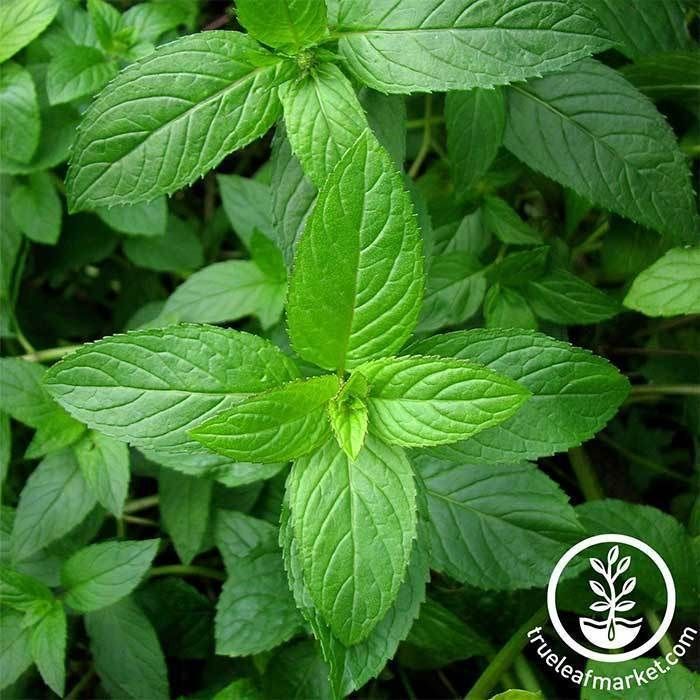 HẠT GIỐNG BẠC HÀ PEPPER MINT