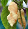 HẠT GIỐNG ỚT SIÊU CAY BHUT JOLOKIA YAY'S PEACH