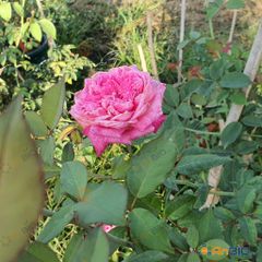 HOA HỒNG SAPA CỔ