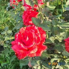 Hoa Hồng Red Intuition