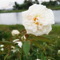 HỒNG BẠCH XẾP CỔ