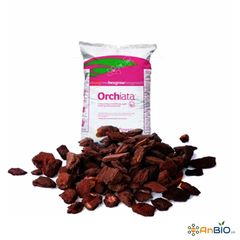 VỎ THÔNG ORCHIATA (Size 6-9mm)