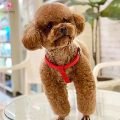 Phối giống: Tiny Poodle Nâu Đỏ