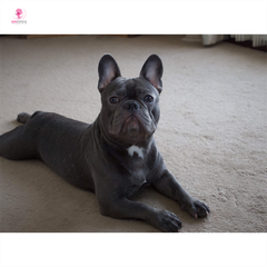 Phối giống: Frenchbull màu Blue siêu hiếm