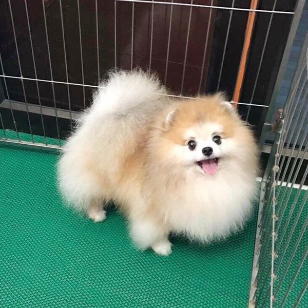 Phối giống Phốc Sóc - Parti Pomeranian - Nhập Từ Thái Lan