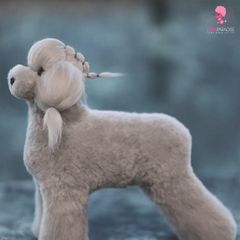 Bộ lông toàn thân Poodle kiểu Teddybear | OPAWZ