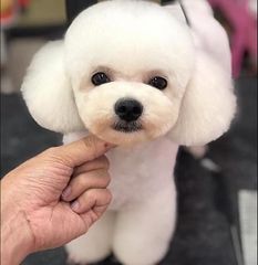 Phối giống: Teacup Poodle Trắng