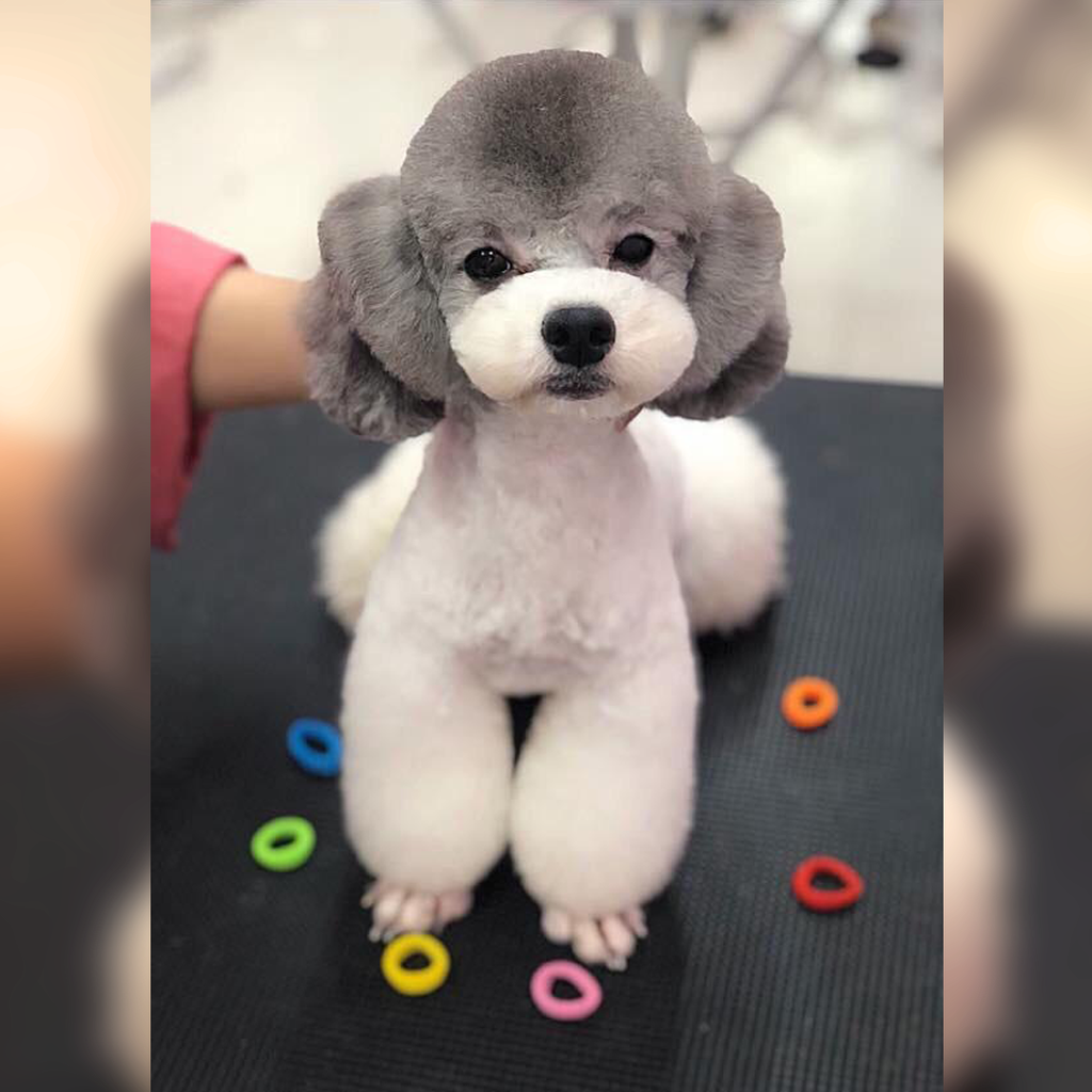 Phối giống: Tiny Poodle Bò Sữa Xám Trắng