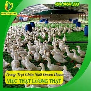 Trang Trại Chăn Nuôi Green House Thu Nhập 6Tr – 8Tr