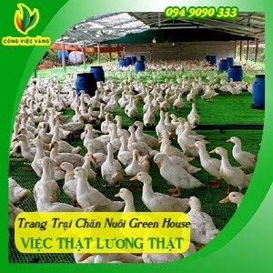 Trang Trại Chăn Nuôi Green House Thu Nhập 6Tr – 8Tr