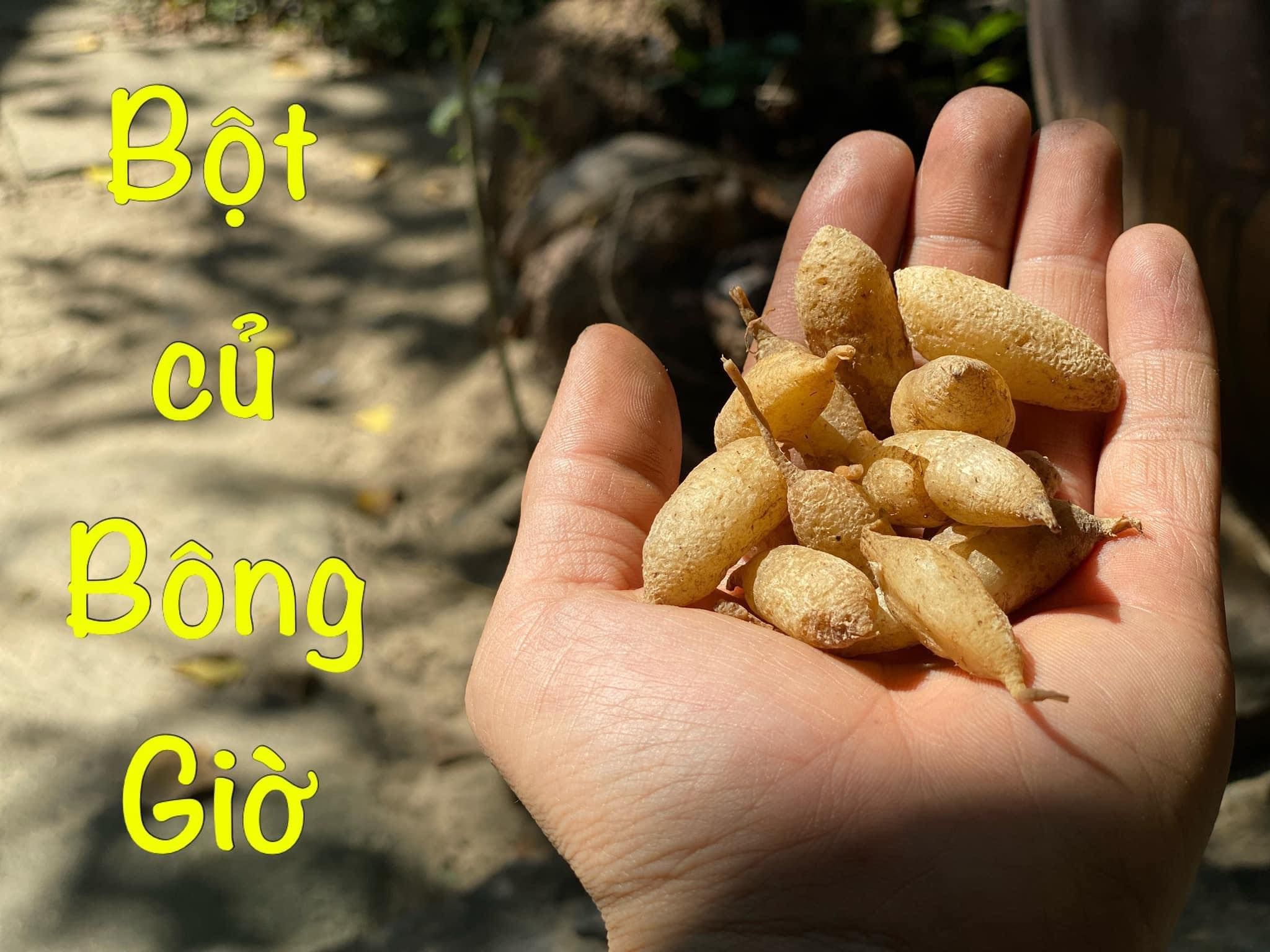 TINH BỘT CỦ BÔNG GIỜ