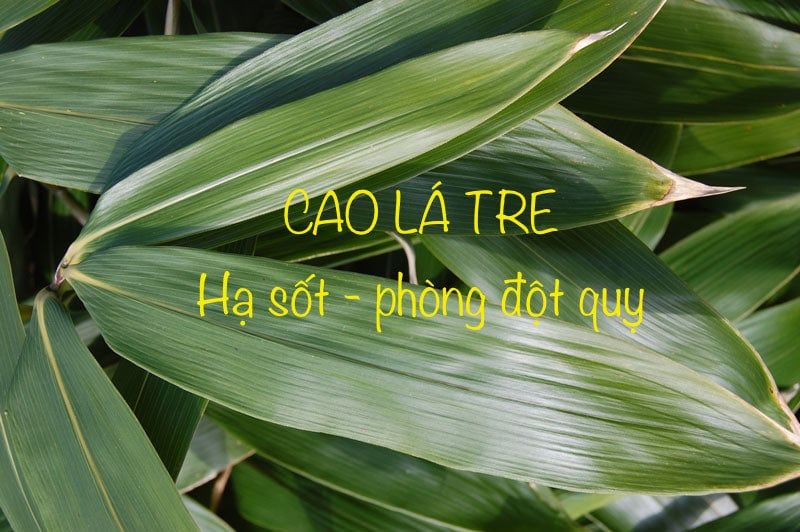 CAO LÁ TRE