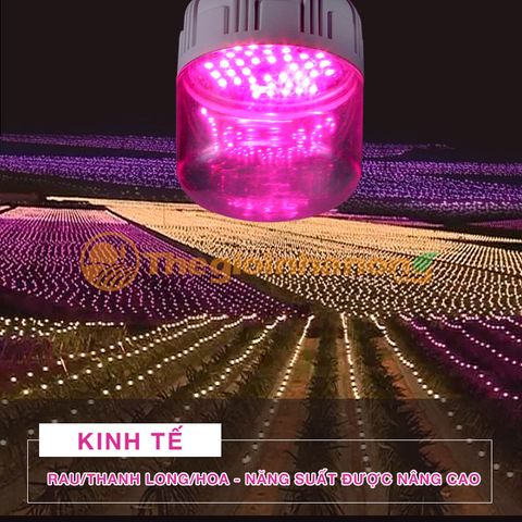 Đèn LED cho cây thanh long