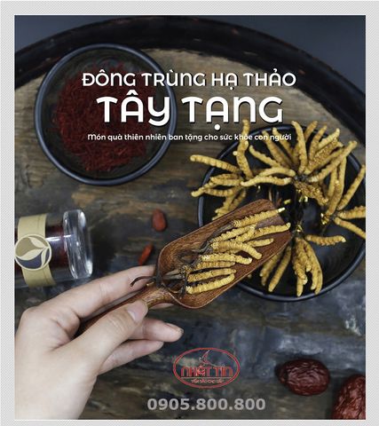  CON ĐÔNG TRÙNG TÂY TẠNG-05GR (SIZE A+ 20 CON) 