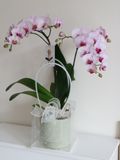 ORCHID GIFT