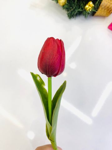  Hoa Tuy Líp Đỏ 