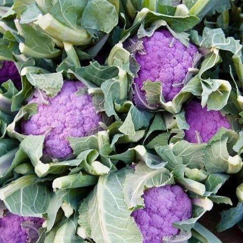 Hạt giống Bông cải tím (Lơ tím) PURPLE CAULIFLOWER 228 Rạng Đông - Gói 1 gram