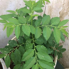 Hạt giống Rau ngót lá nhỏ Phú Điền - Gói 1gr
