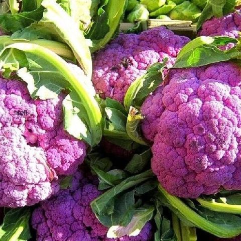 Hạt giống Bông cải tím (Lơ tím) PURPLE CAULIFLOWER 228 Rạng Đông - Gói 1 gram