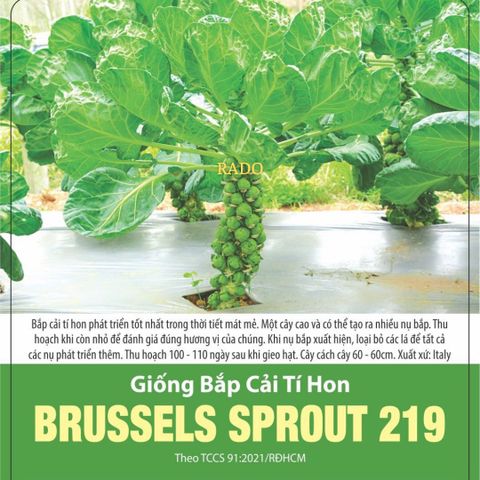 Hạt giống bắp cải tí hon Rạng Đông BRUSSELS SPROUT 219 - Gói 2gr