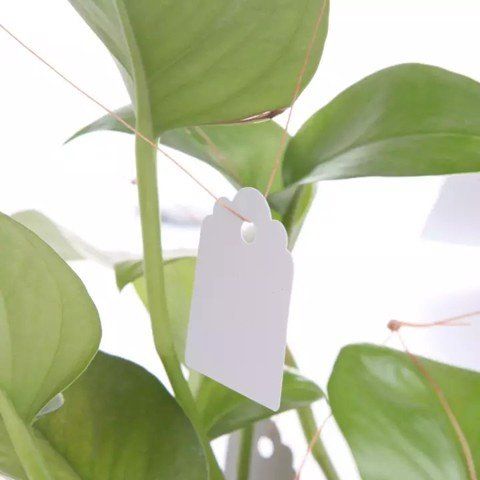Thẻ ghi tên cây buộc dây ( 3x4cm )