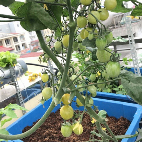 Chậu (Khay) Aquaponics chuyên trồng rau củ quả, cây ăn trái - Loại 1
