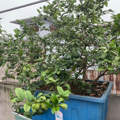 Chậu (Khay) Aquaponics chuyên trồng rau củ quả, cây ăn trái - Loại 1