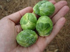 Hạt giống bắp cải tí hon Rạng Đông BRUSSELS SPROUT 219 - Gói 2gr