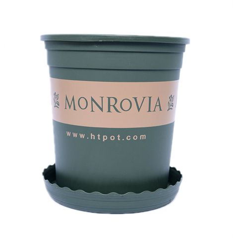 Chậu Monrovia hàng chuẩn màu xanh rêu