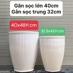 Chậu gân sọc trồng cây kiểng HD