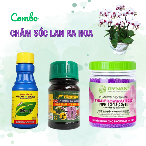 Combo chăm sóc hoa lan ra hoa - Tại CH Hà Nội