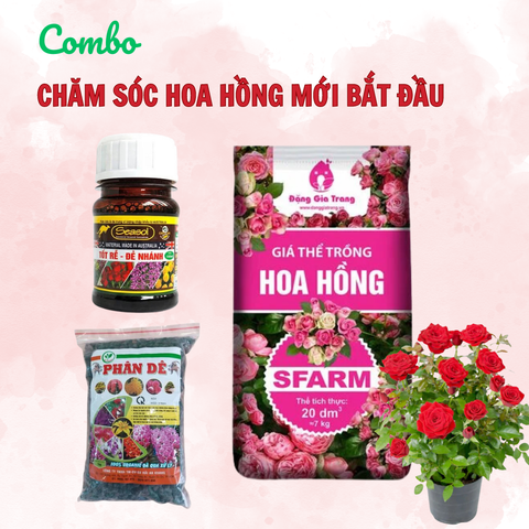 Combo chăm sóc hoa hồng mới bắt đầu - Tại CH Hà Nội