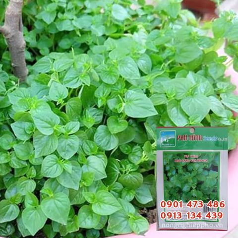 Hạt giống Rau càng cua PN 678 - Gói 0.5 gram