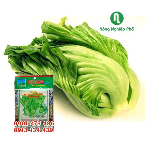 Hạt giống Cải bẹ dưa ( Tòa Xại ) PN - Gói 10 gram