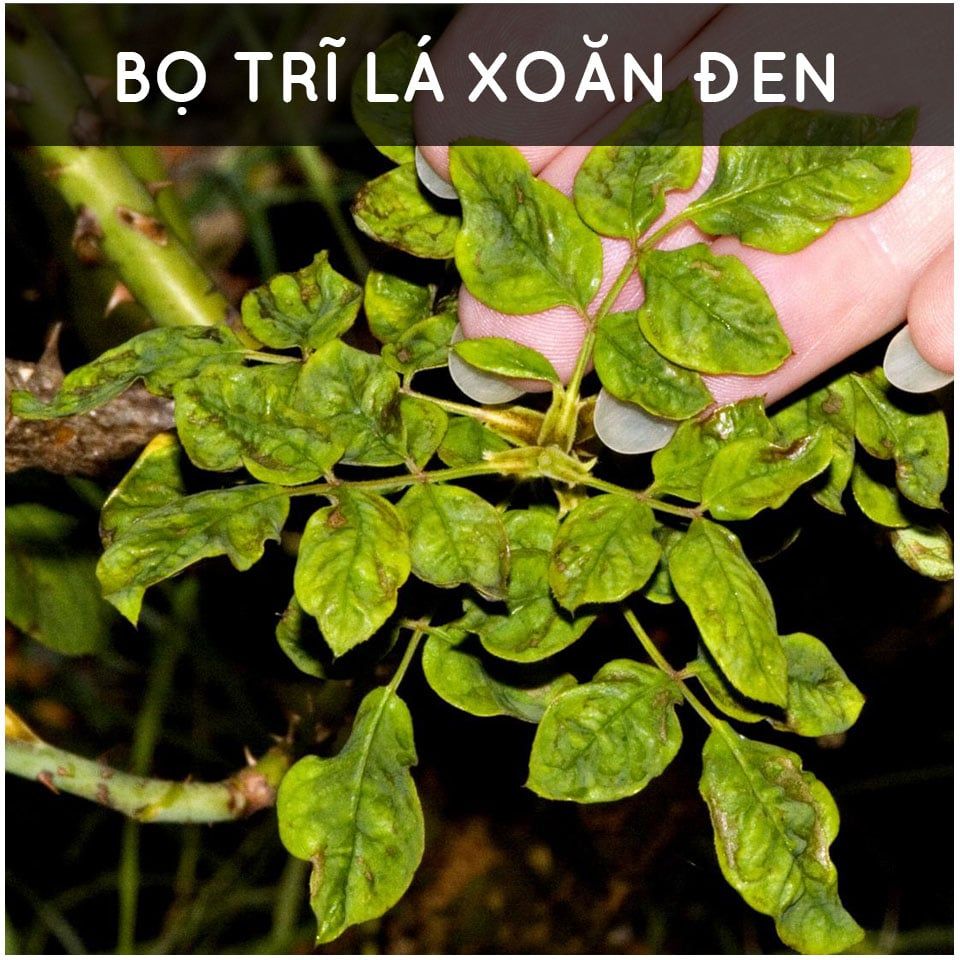 Dầu Neem nguyên chất ép lạnh (500ml) - thương hiệu Docneem