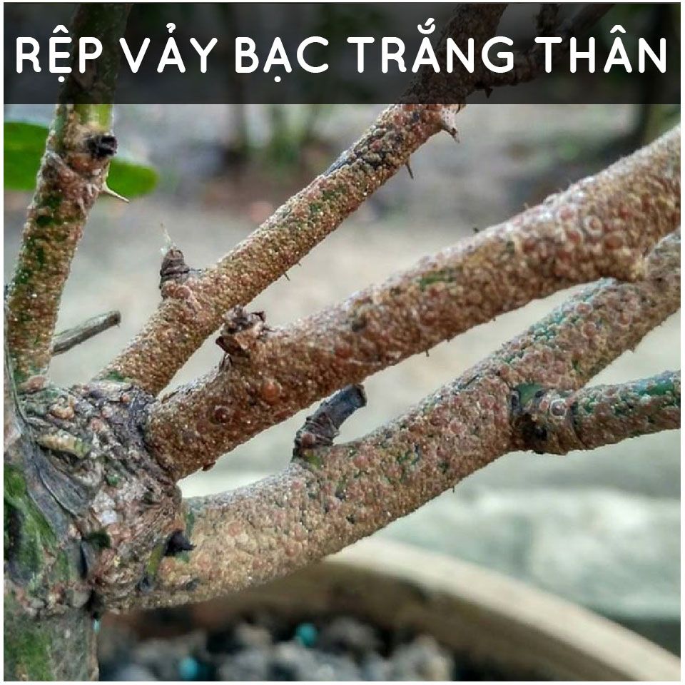 Dầu Neem nguyên chất ép lạnh (100ml) - thương hiệu Docneem