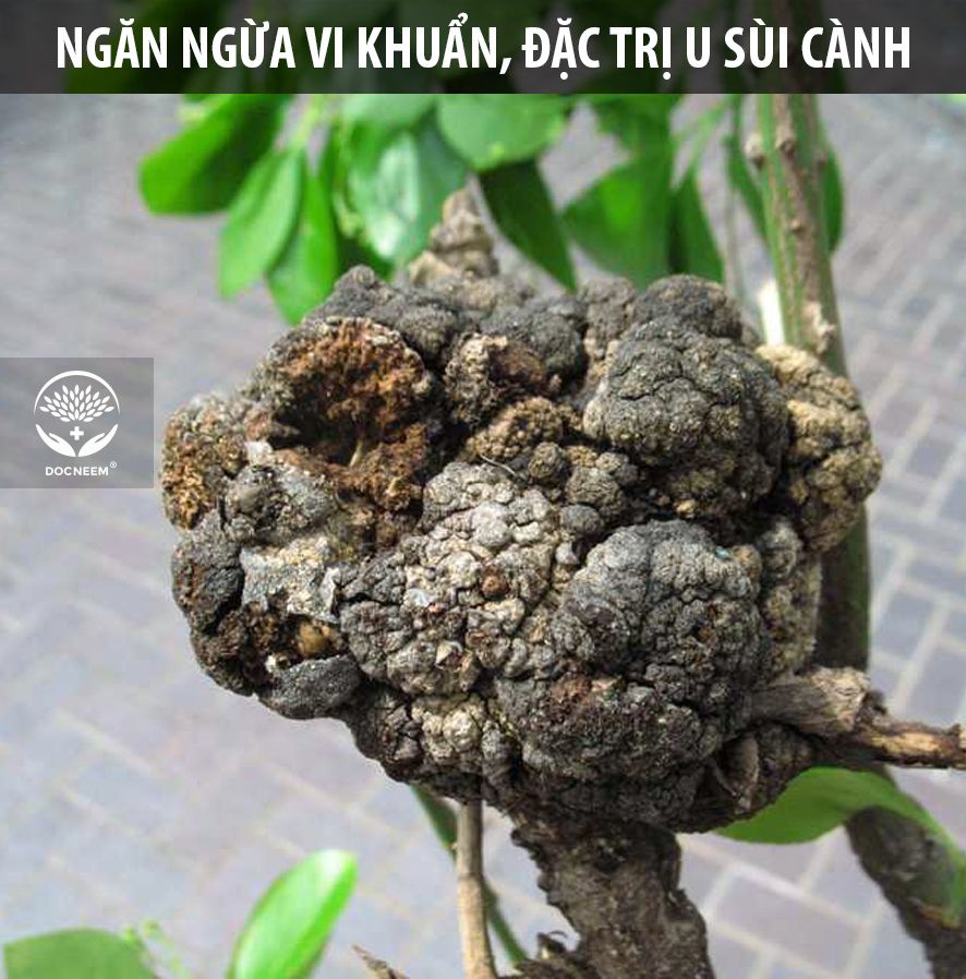 Nano Bạc Diệt sạch nấm, vi khuẩn hoa Hồng, hoa Lan - Thương hiệu Docneem (100ml)