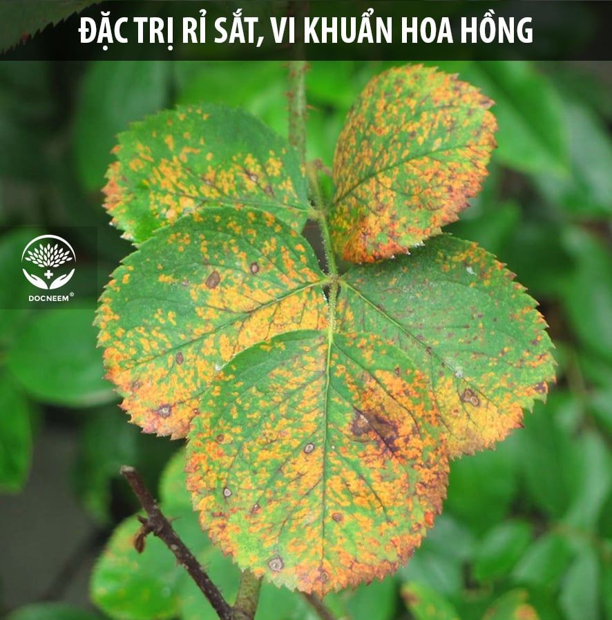 Nano Bạc Diệt sạch nấm bệnh, vi khuẩn hoa Hồng, hoa Lan - Thương hiệu Docneem (500ml)