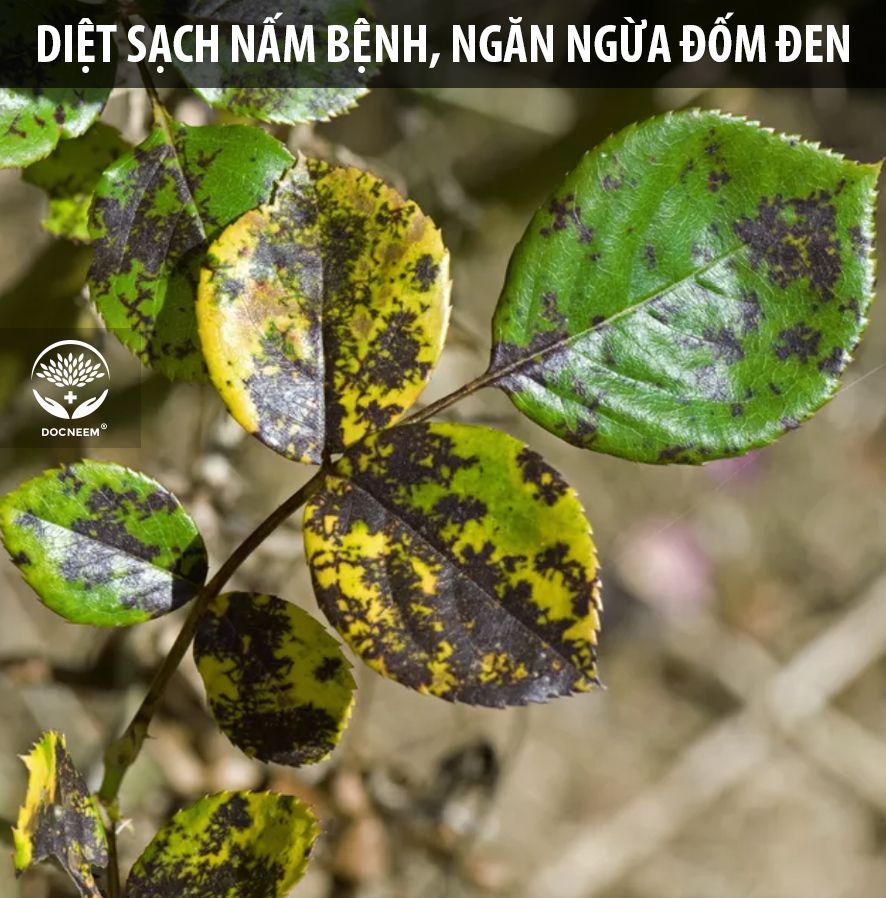 Nano Bạc Diệt sạch nấm bệnh, vi khuẩn hoa Hồng, hoa Lan - Thương hiệu Docneem (500ml)