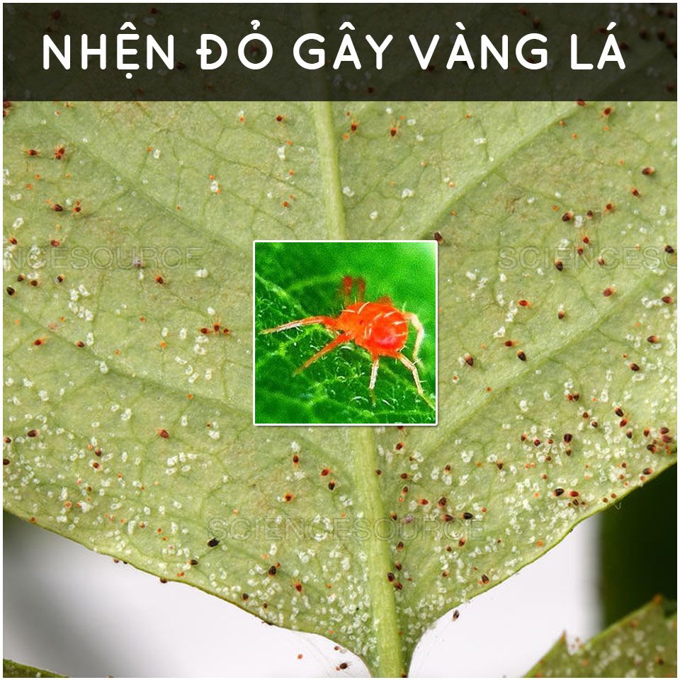 Dầu Neem nguyên chất ép lạnh (50ml) - thương hiệu Docneem