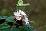 Cây mò hoa trắng - bạch đồng nữ điều trị bạch đới, khí hư ở phụ nữ hiệu quả