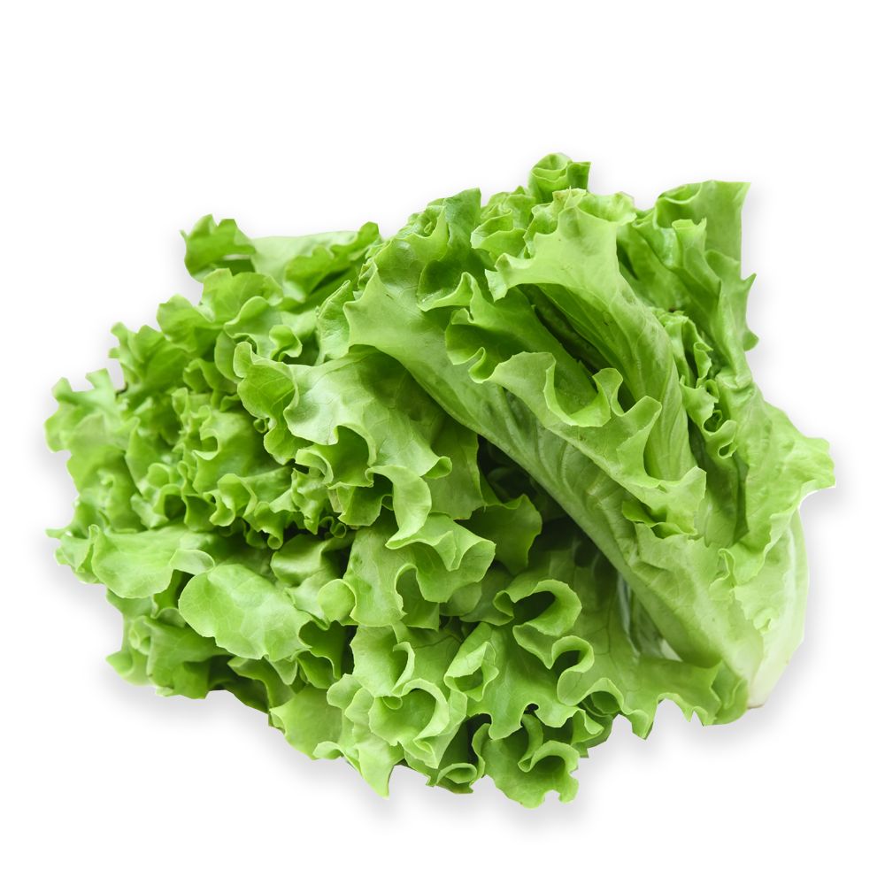 Lettuce Butter Head Hydroponic 250G- 