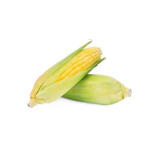 Trái Bắp Ngọt-