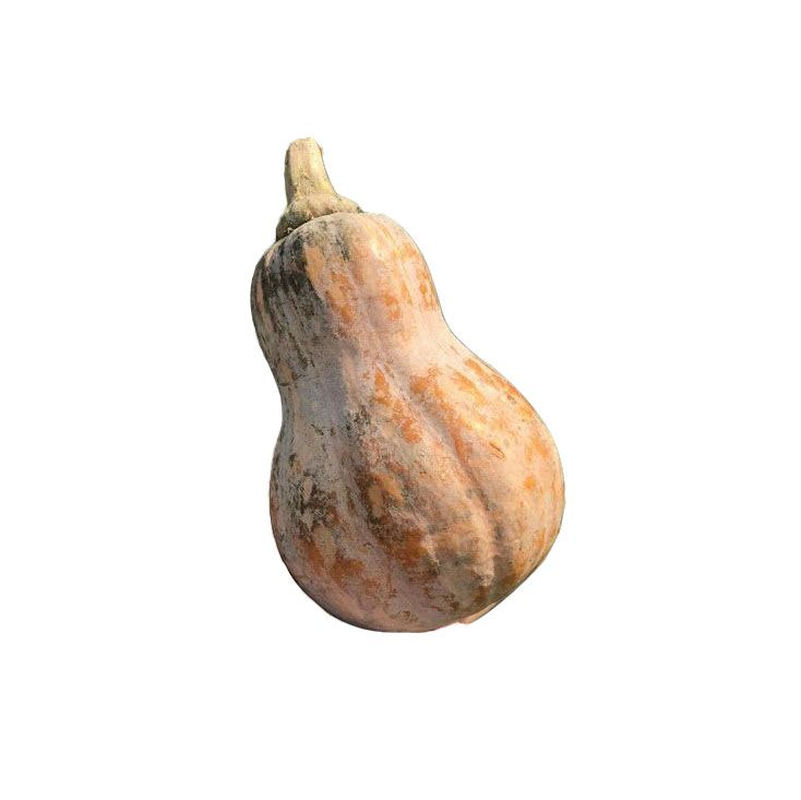 Org Butternut Squash 500G-