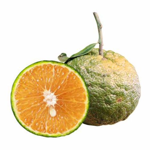 Cam Sành Cổ Thụ Bến Tre 500G