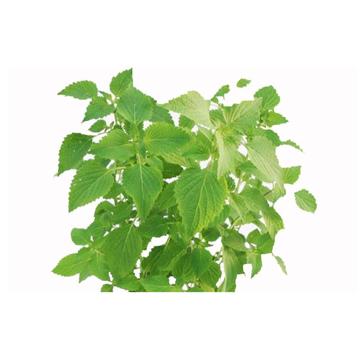 Vnese Oregano 50G- 