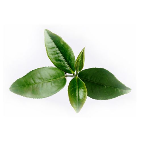 Org Green Tea Leaves 250G- 