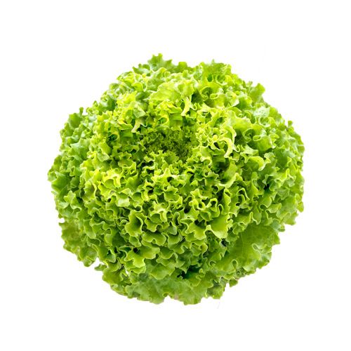 Lettuce Batavia Green Org 250G- 